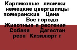 Карликовые “лисички“  немецкие цвергшпицы/померанские › Цена ­ 35 000 - Все города Животные и растения » Собаки   . Дагестан респ.,Кизилюрт г.